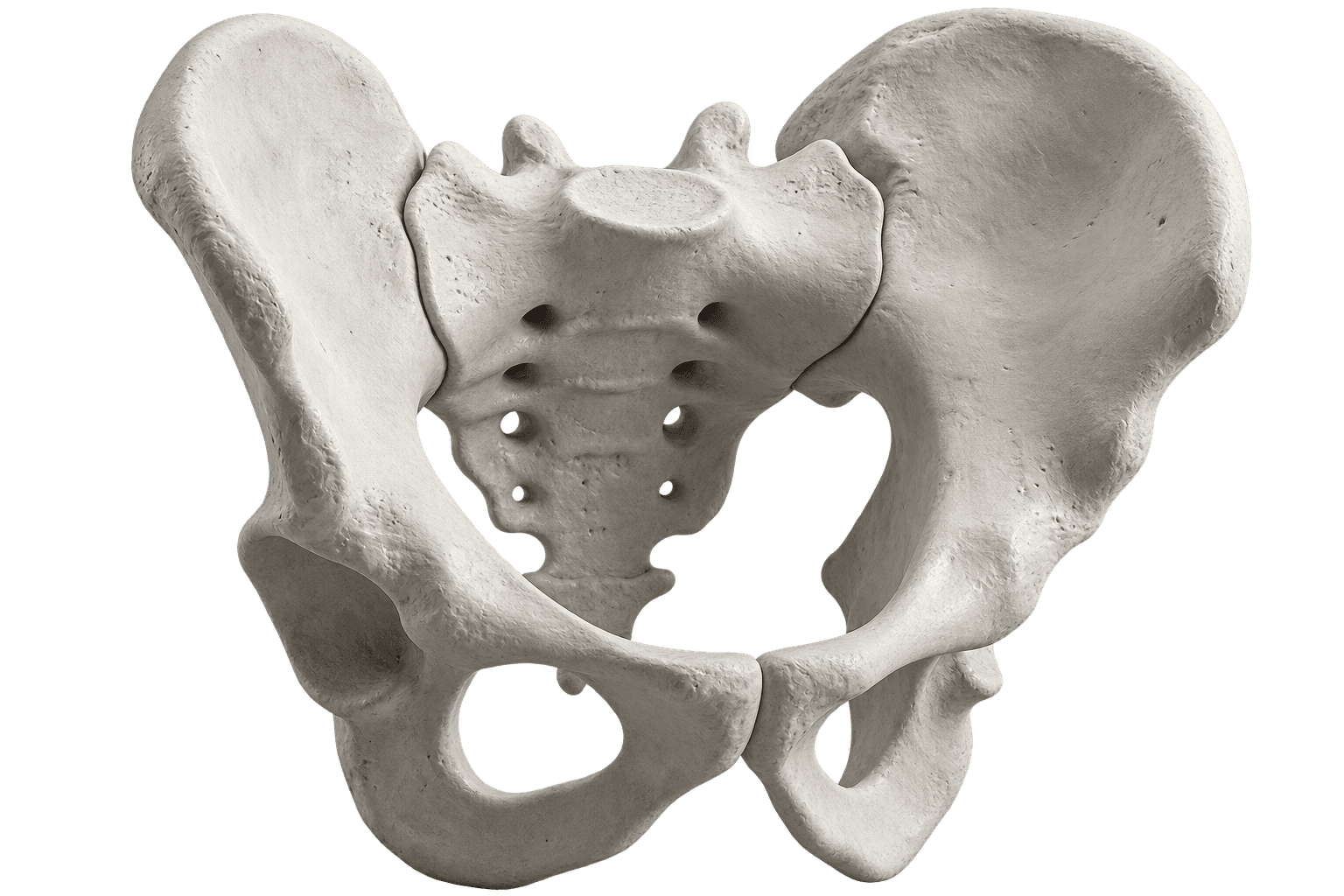 Fisioterapia Pélvica - Escultura